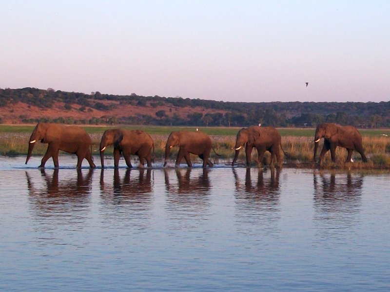 elephants Chobe.jpg - Eléphants à Chobe